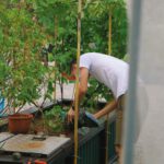 hovenier in Vlaardingen: Groene Magie in jouw Tuin 